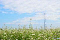 ＊＊空高く＊＊
