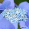 花が咲いたね