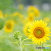 夏の詩①