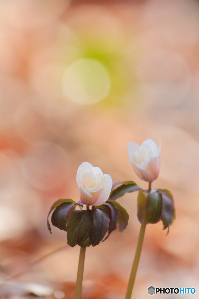 春の花
