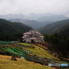 一本桜2022①