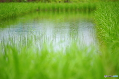 夏の香り