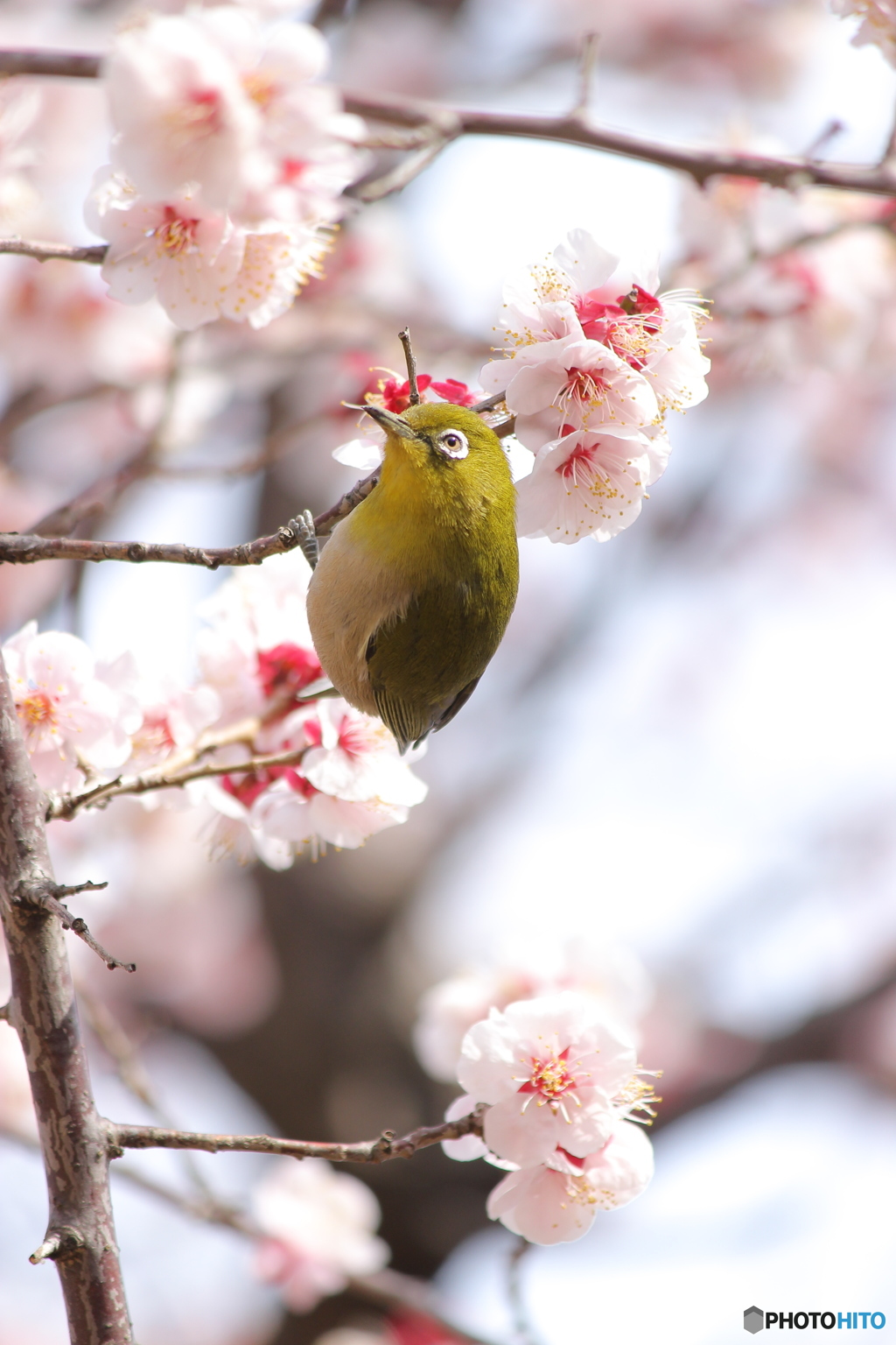 .・:＊はるらんまん.・:＊