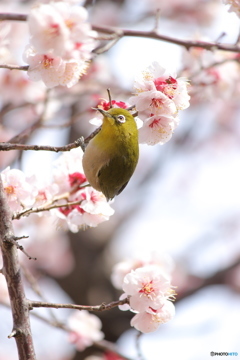 .・:＊はるらんまん.・:＊