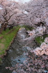 氷川橋の春③