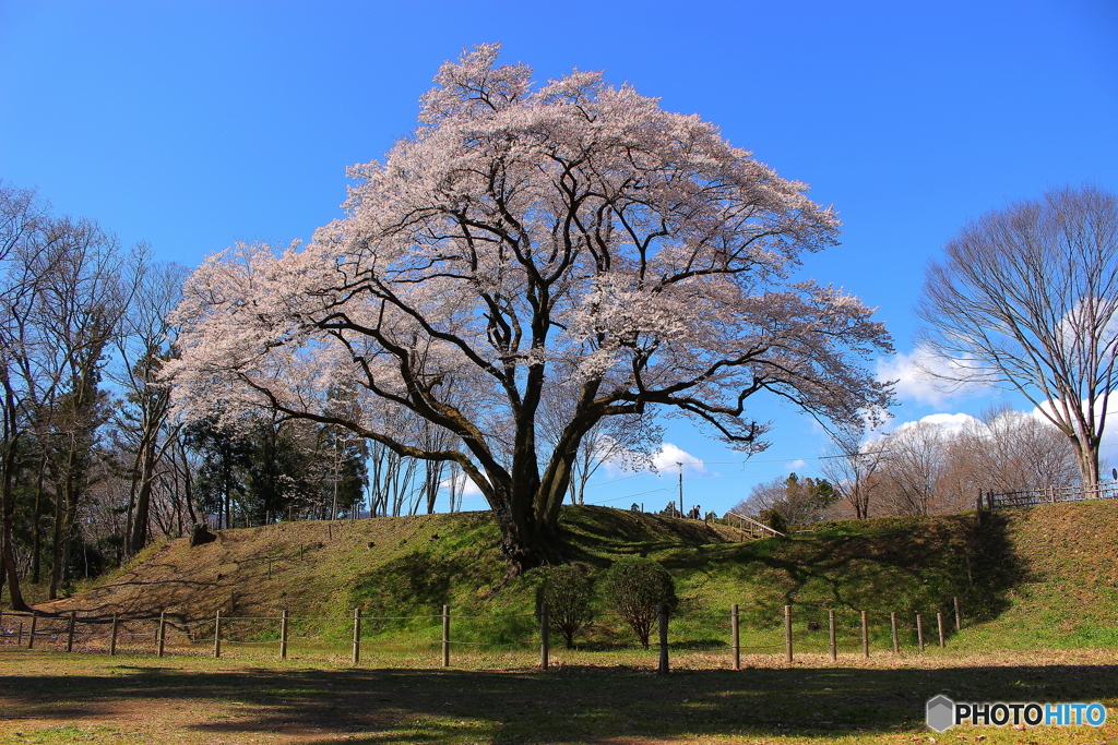一本桜 