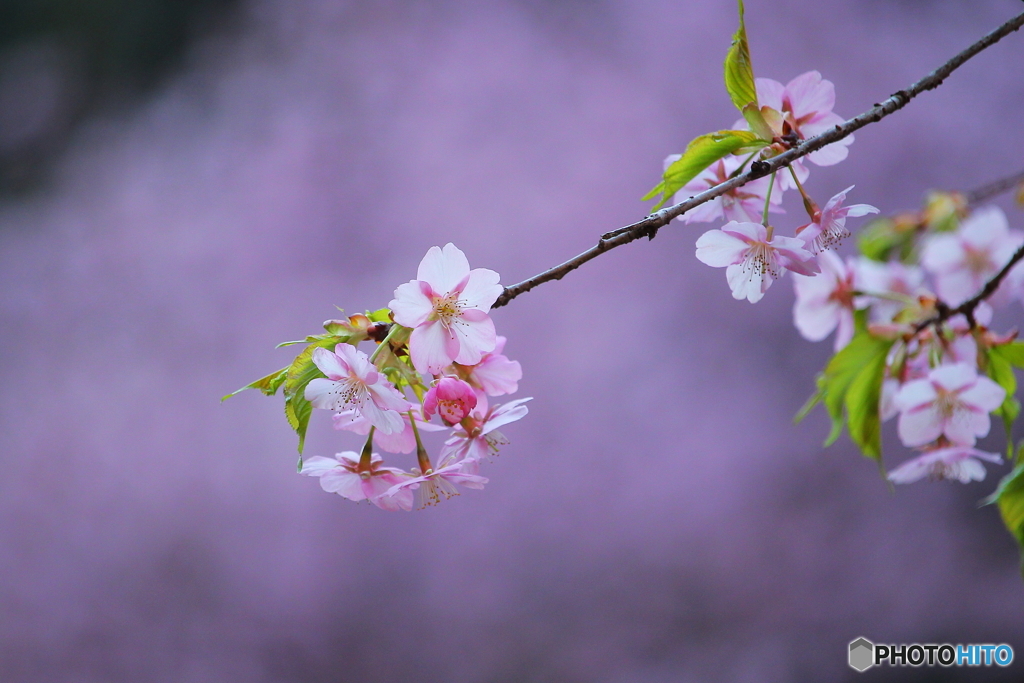 桜咲く.・*