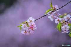 桜咲く.・*