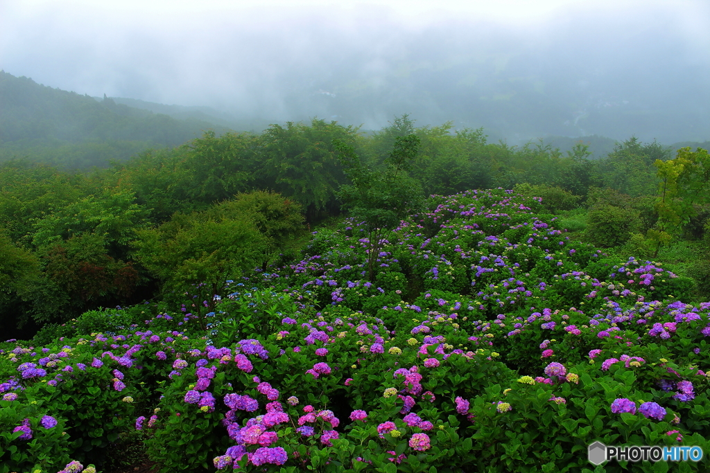 霧の紫陽花園地