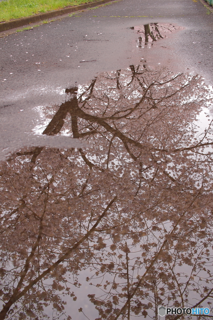 雨上がりに＊＊