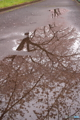雨上がりに＊＊