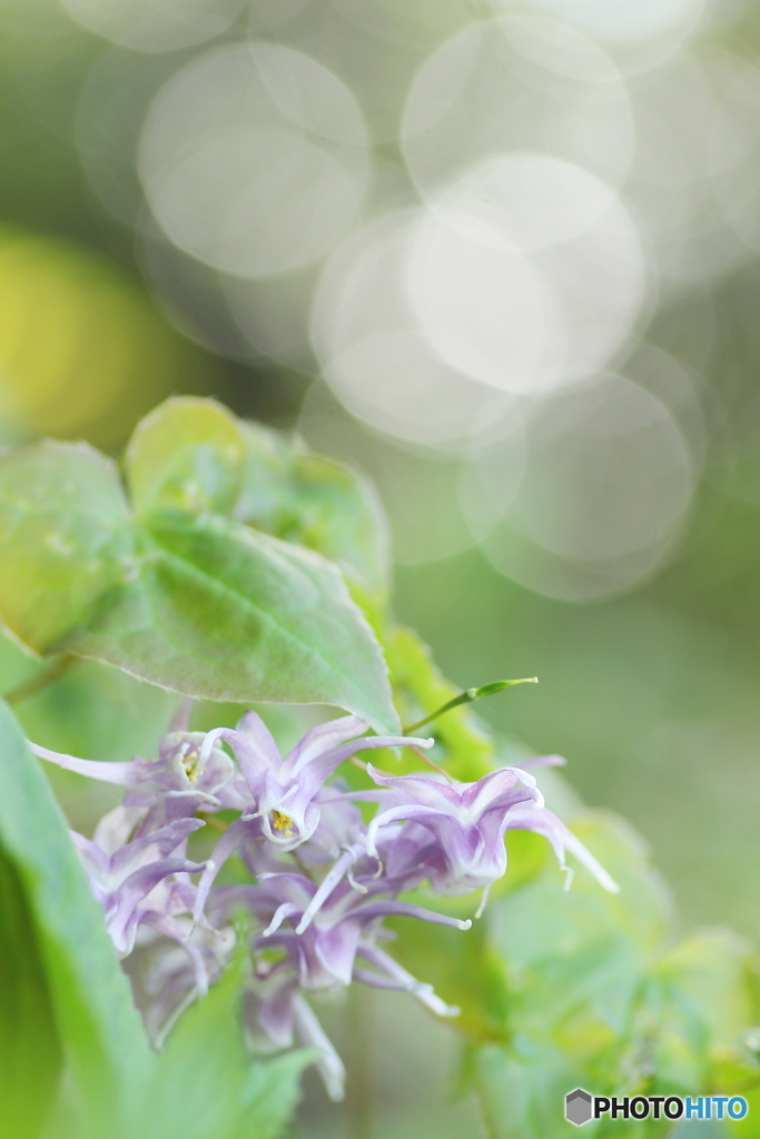 野に咲く花のように