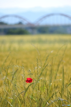 ＊初夏の風＊