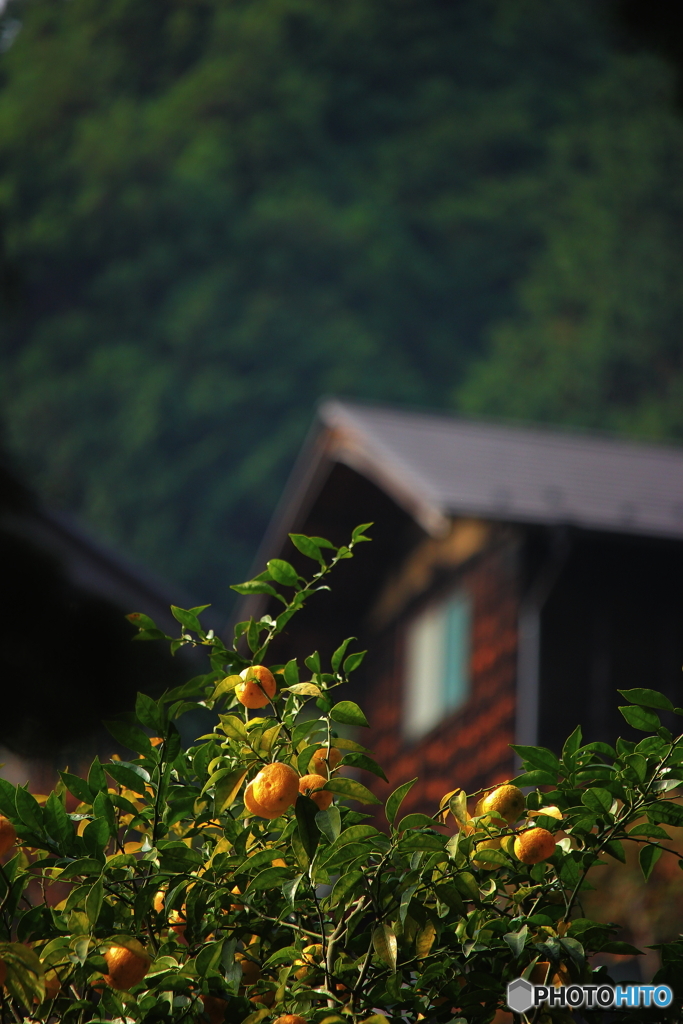 里山の冬