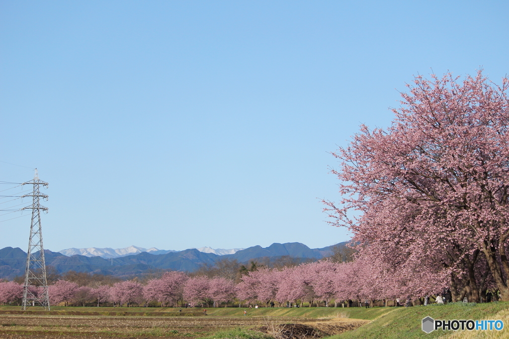 桜堤