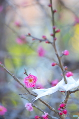 春の香り