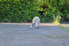 ウィ～っす♪