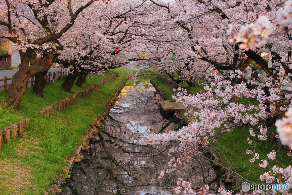 氷川橋の春①