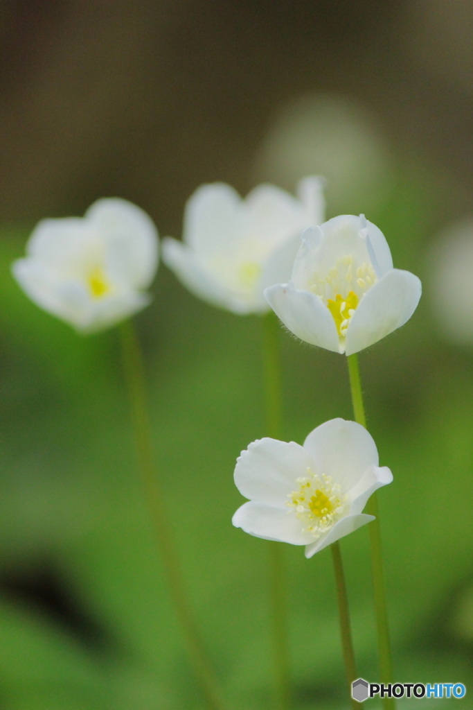 春の花