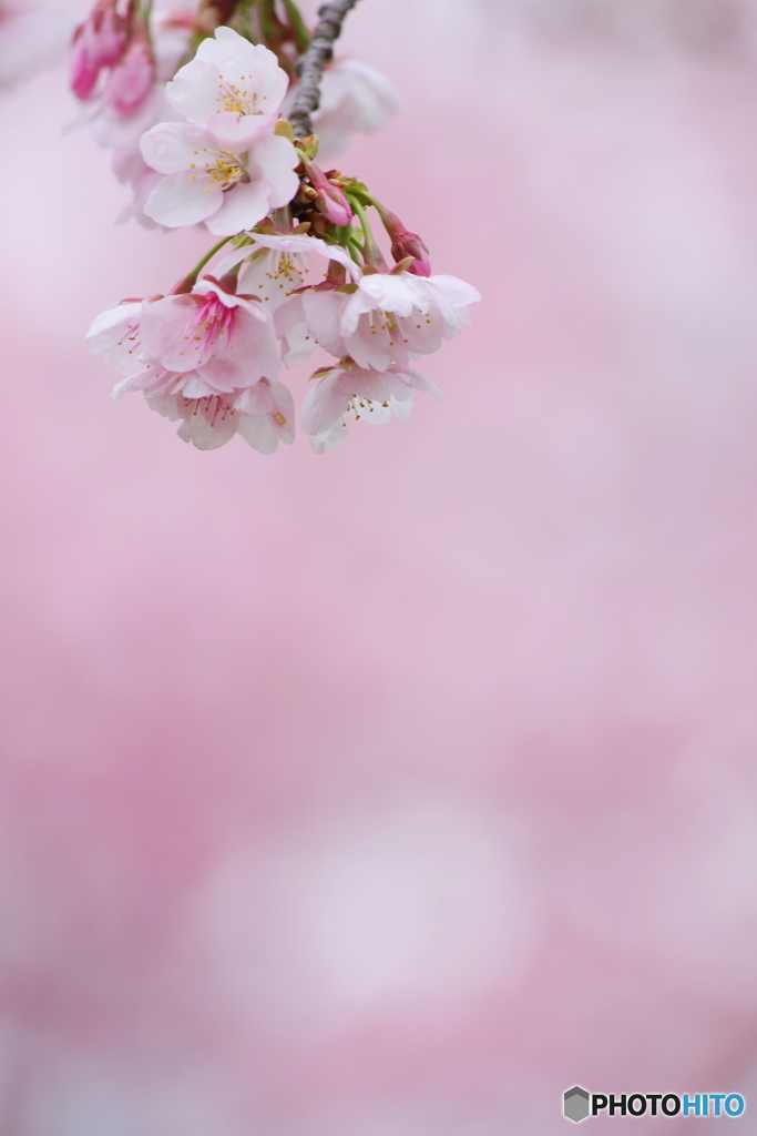 SAKURA色の涙