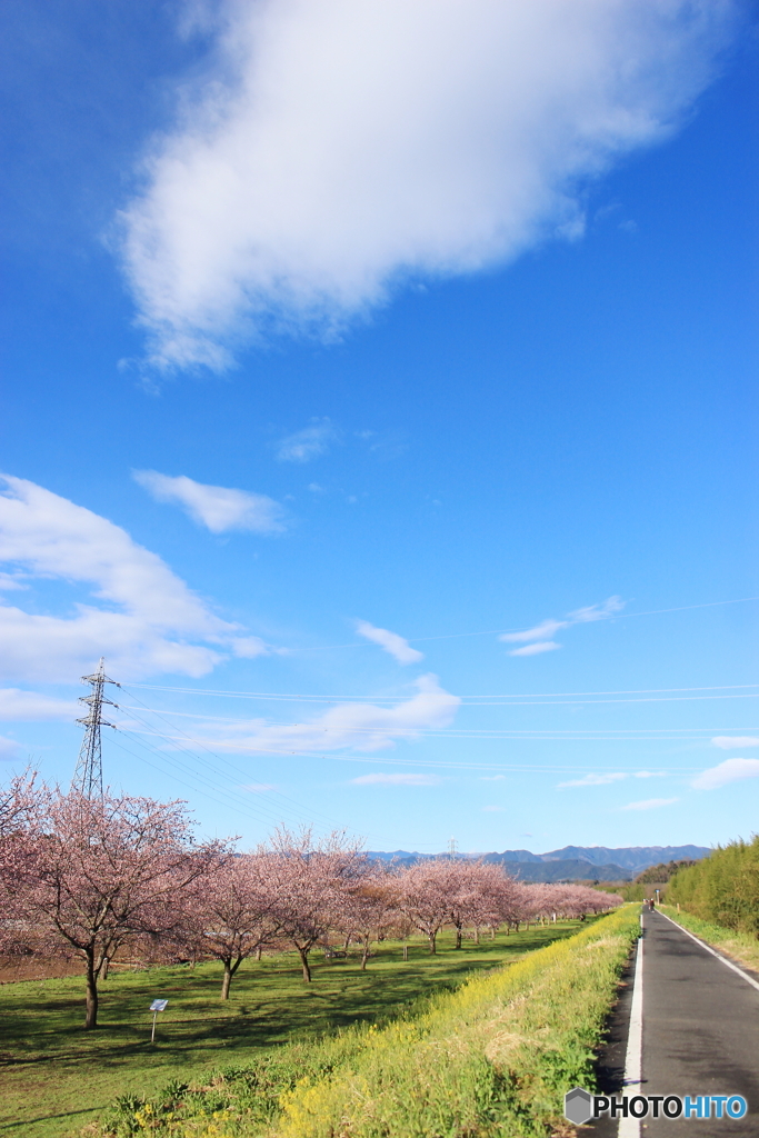 青空と桜と菜の花