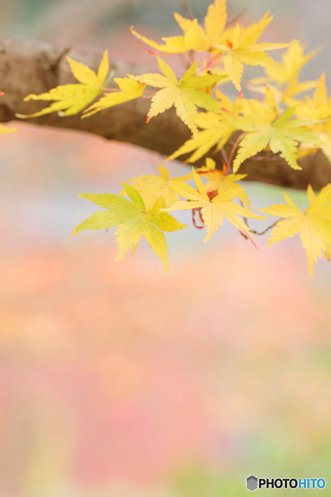 パステルな紅葉