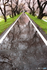 雨の贈り物