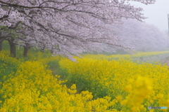  春〜spring　duet〜