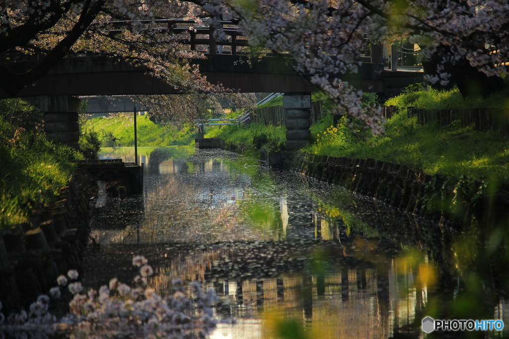 氷川橋の春3