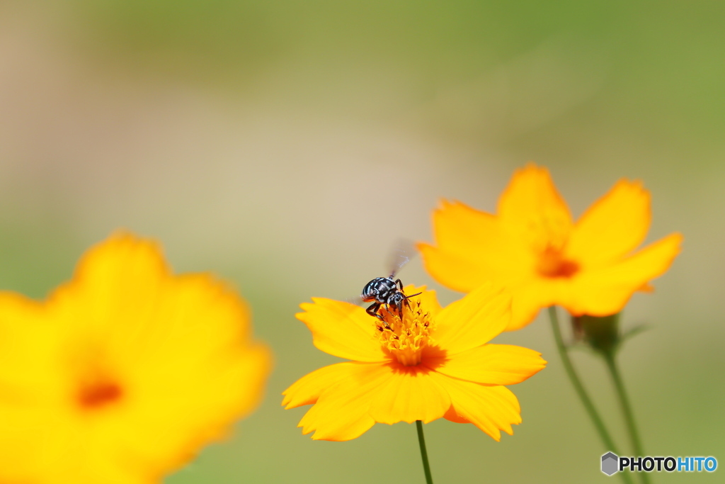 Blue Bee  ＊幸せを呼ぶ青い蜂＊⓶