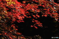 山紅葉2