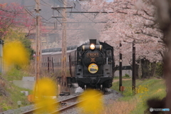 桜雨