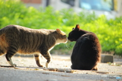 あ・い・さ・ちゅ～♪