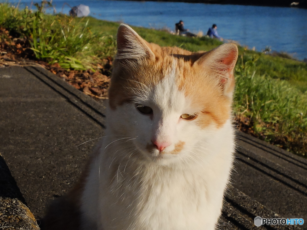 ＊＊こまったにゃ～＊＊