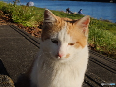 **こまったにゃ~** **こまったにゃ~**