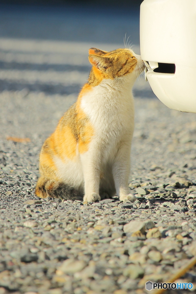 ちゅ～♡