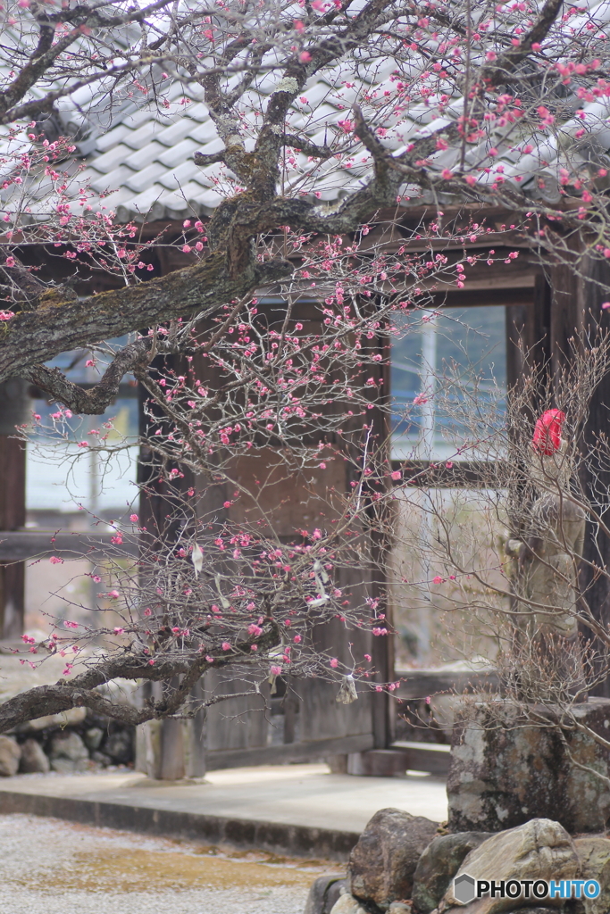 最勝寺の紅梅