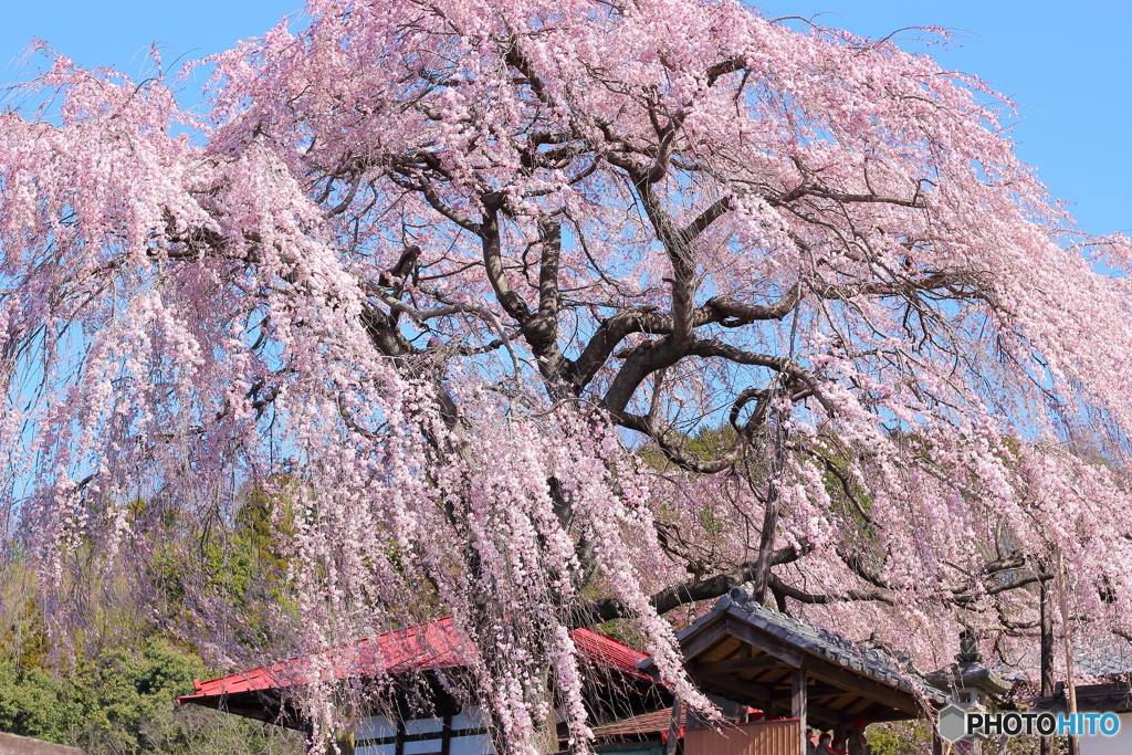 揺れる桜