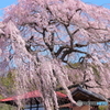 揺れる桜