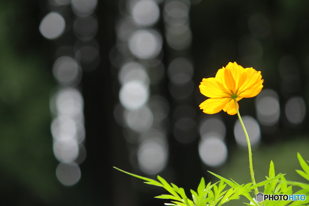 秋の花