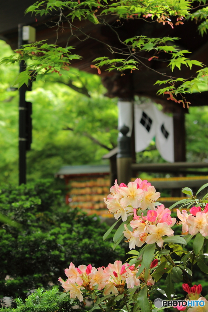 初夏の風