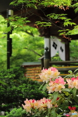 初夏の風