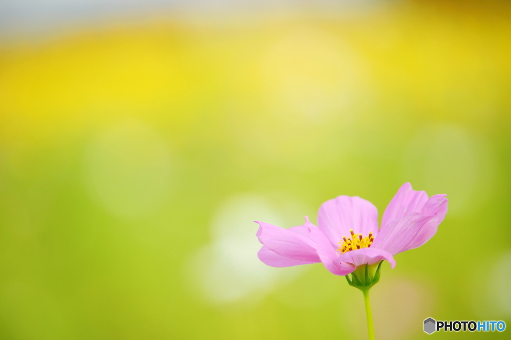 秋桜