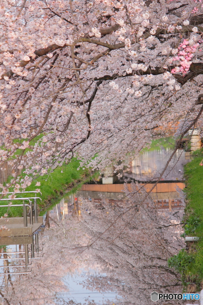 氷川橋の春④