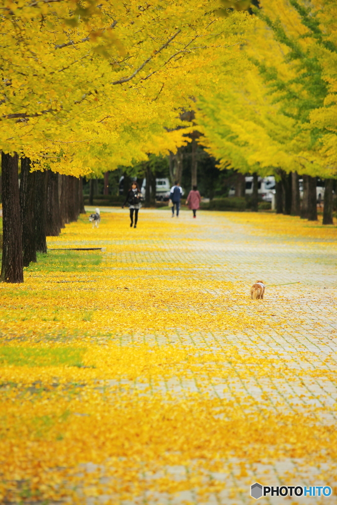 黄金色の絨毯