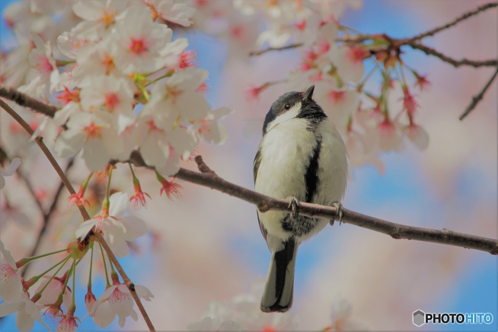 ＊春うらら＊