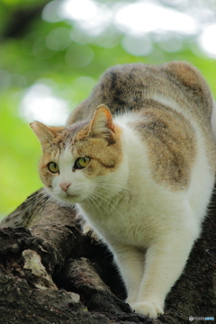 ＊木登りねこ＊