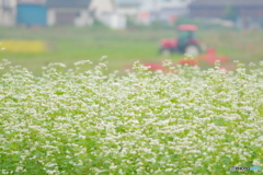 蕎麦畑とトラクター