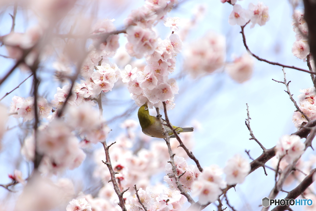 ＊＊うららか＊＊
