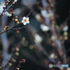 春の訪問者